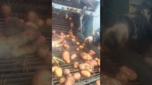 Уборка картофеля осень 2021 года в Свердловской области Польским комбайном АННА Z 644. Почти GRIMME