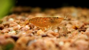 Креветка фильтратор банановый (Atyopsis moluccensi)
