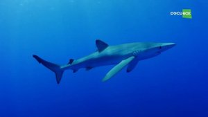 Почему Голубые акулы (Blue shark) — Prionace glauca считаются самыми «океаническими акулами» ?