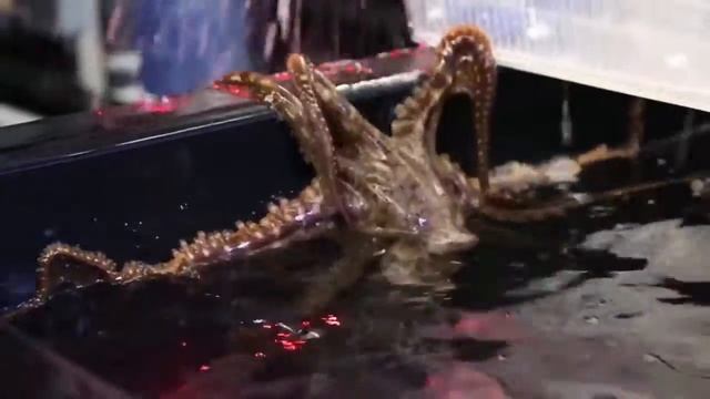 Science Today Octopus Enrichment California Academy of Scien смотреть онлайн