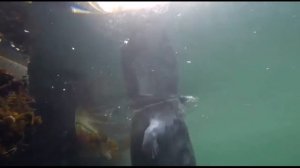 Удивительные млекопитающие морей Киты, дельфины, тюлени и другие чудеса эволюции