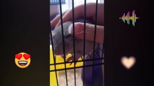 самые милые моменты на канале крыс Маргарин