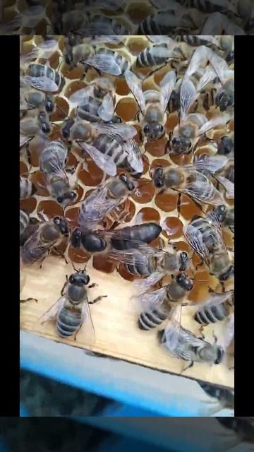 Перші плідні матки Української степової 2024 року. смотреть онлайн