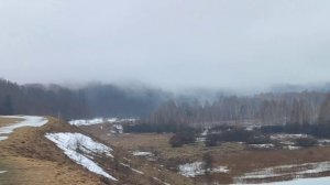 Пара лебедей на городищенском озере в Изборске
