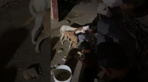 Кормление собаков в Праяградже