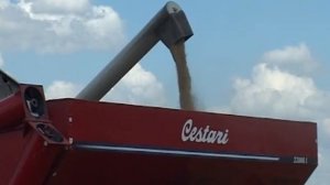 Уборка ячменя.