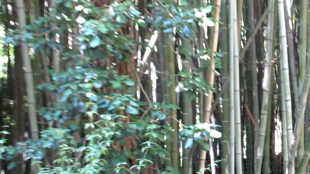 Пеликан смотреть онлайн