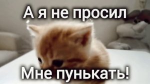 Бесят, постоянно пунькают мне в носик!