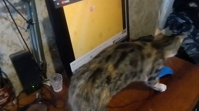 Мышка, ты где ? смотреть онлайн