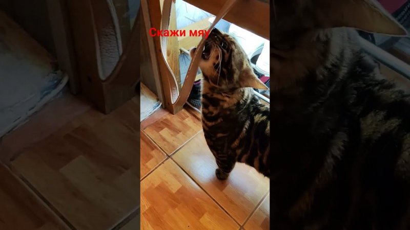 скажи "мяу"