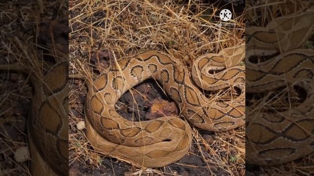 भारत के 5 सबसे जहरीले साँप #shorts #facts #amazingfacts смотреть онлайн