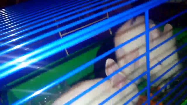 РАЗНОЦВЕТНЫЕ УШАСТЫЕ МИЛАХИ смотреть онлайн