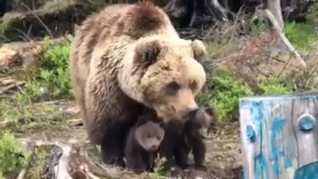У ведмедів Маші та Бубочки з нацпарку "Синевир" народилося троє ведмежат