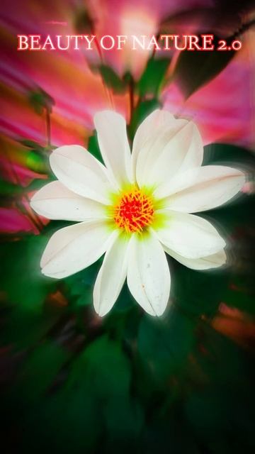 Flowers Photography Status| Flowers Photo Editing In Lightroom | смотреть онлайн