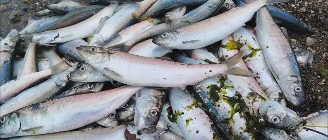 Селёдка попёрла! Город Корсаков. Гуляем, нерест сельди на Сахалине. РЫБАЛКА В МОРЕ смотреть онлайн