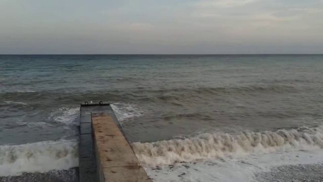 Котик на гурзуфской набережной