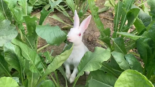 playing badminton with papa