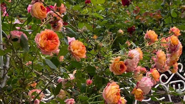 Roses Liverpool Echo смотреть онлайн