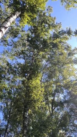 Деревья в парке летом