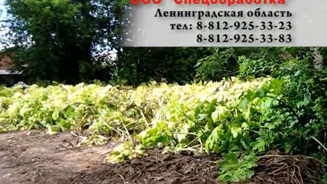 Профессиональное уничтожение борщевика в Санкт-Петербурге и области смотреть онлайн