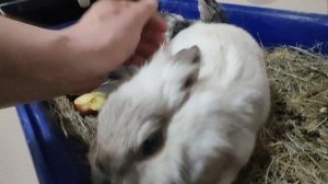 Если этого не делать у них начинается депрессия... Минимум 15 минут в день гладить и ...