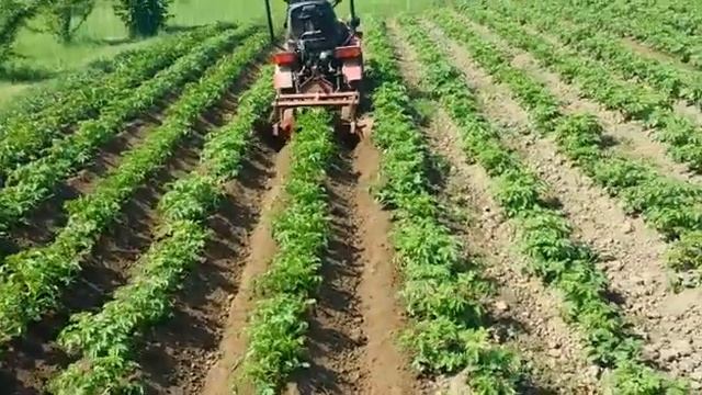 Окучивание картофеля минитрактором смотреть онлайн