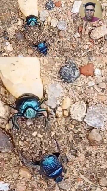 Dung Beetla Life Short #shorts #sanjibsmartthought смотреть онлайн