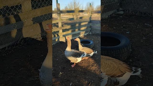 В деревне 🏡 утро началось! Курочки, гуси несутся🥚