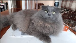 Кошки научились