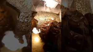 черепахи красноухие 19.04.2025 утро