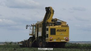 Комбайны Ropa Tiger. Уборка сахарной свёклы в Елецком районе