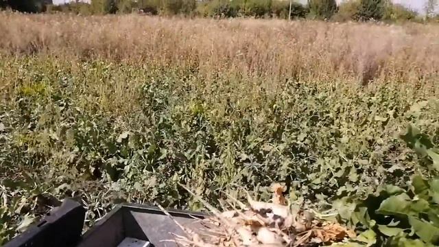 Уборка Свёклы. смотреть онлайн