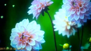 рЫма чек - обсудилО ЮЮЮ все СЕЛО ...