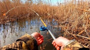 Лучший способ ловли сазана весной! Советы начинающим рыболовам.