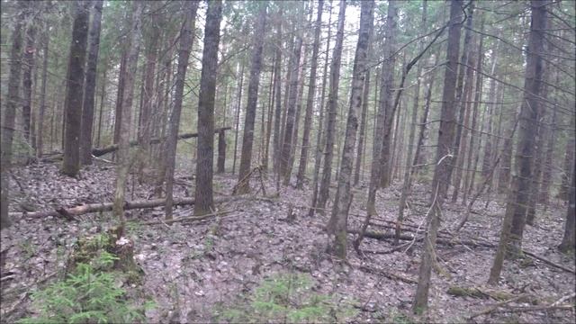 Нагонка русских гончих 19.04.2025г. смотреть онлайн