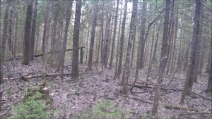 Нагонка русских гончих 19.04.2025г.