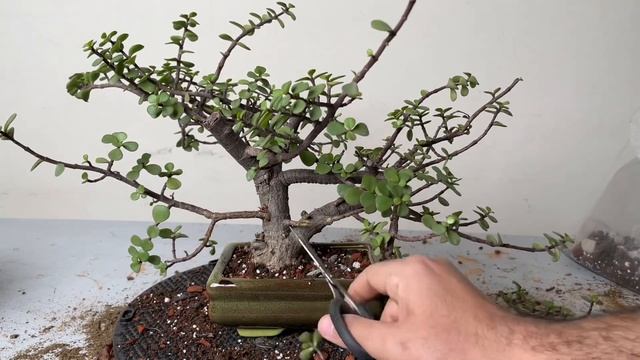 Dwarf Jade Bonsai From Nursery Plant | Repotting | Pruning смотреть онлайн