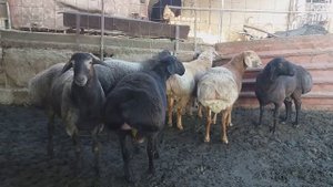 Гисарские бараны на продажу.87756306660
