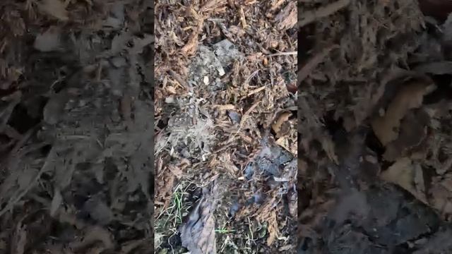 Огуречная грядка, готовлю рано весной.