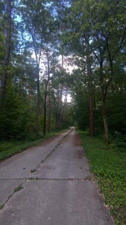 По дорожке среди леса