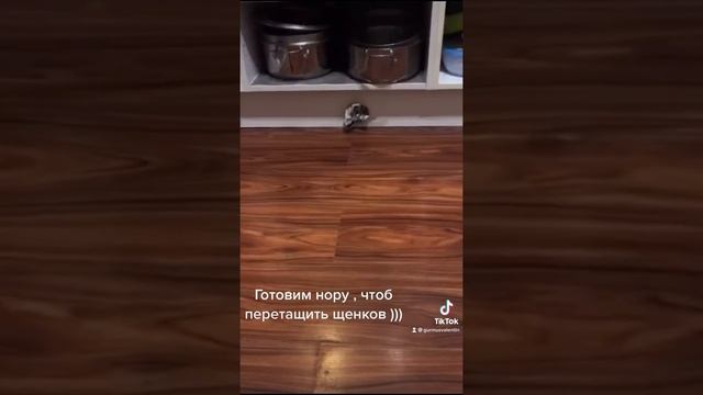 #смешныеживотные #хорек #любимыеживотные