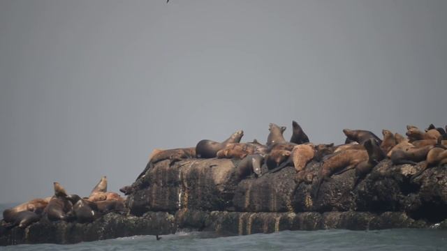 Сивучи Невельск от Рамиля Даутова