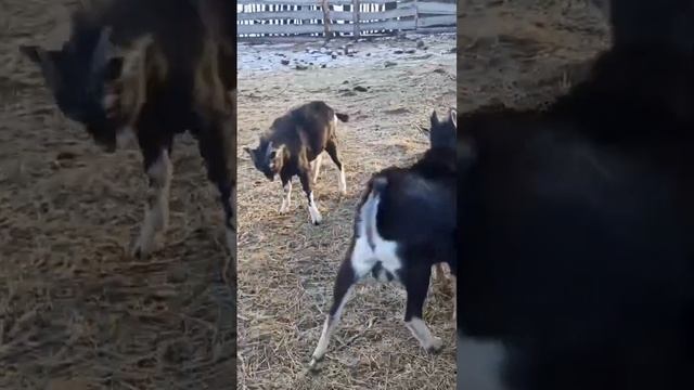 Разыгрались козлики и козу Миру раззадорили!