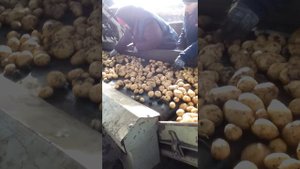 Уборка картофеля комбайном е 686