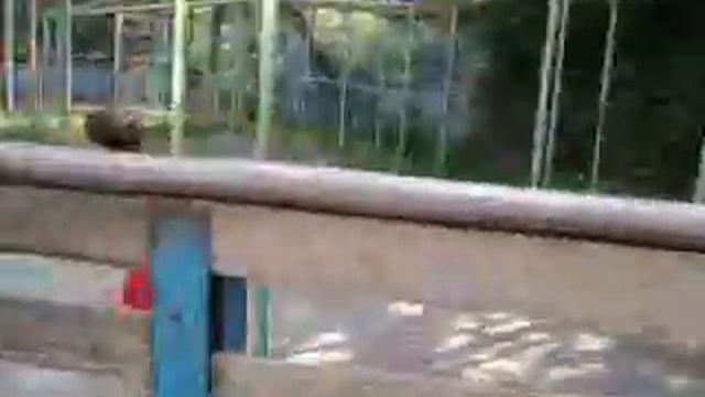 женя ивкин =) смотреть онлайн