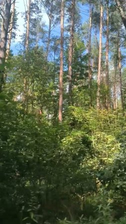 Сосновый бор за городом