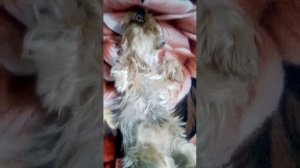 Собачка Сонька Красавица 😆