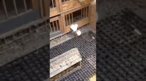 Голубятня изнутри (крюковские и чилики)