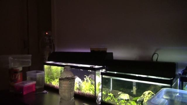 Part 6 How to hatch Nothobranchius Rachovii killifish and thanks for 200 subs смотреть онлайн