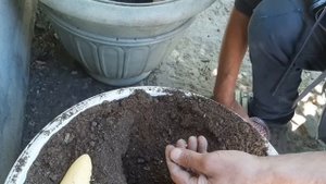ВСЕГО 1 ЩЕПОТКА ЭТОГО УДОБРЕНИЯ Цветы будут цвести как никогда, высаживаю клумбу